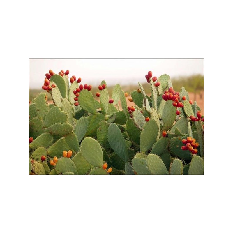 Nopal (opuncie) Original Uncaria® | 100 g, 250 g