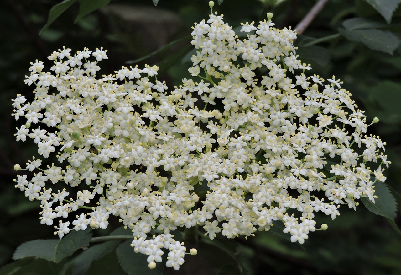  Černý bez (Sambucus nigra l.) | květ