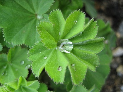  Kontryhel obecný (Alchemilla vulgaris) | list 