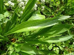  Jitrocel kopinatý (Plantago lanceolata) | list  