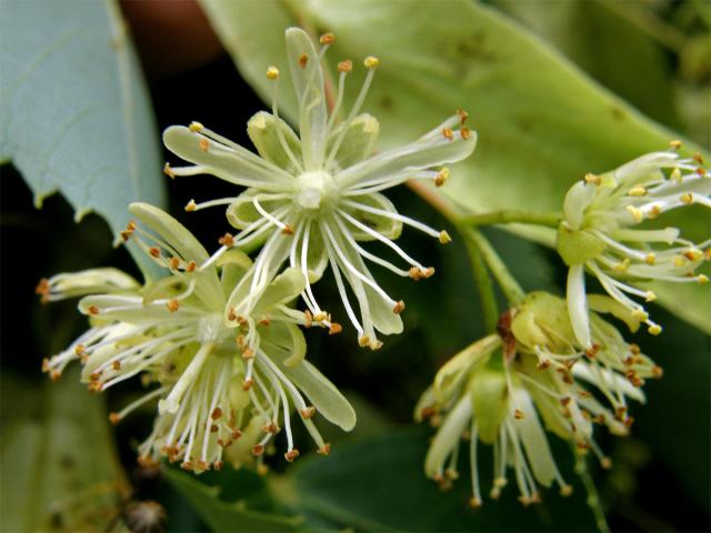  Lípa srdčitá (Tilia cordata) | květ 