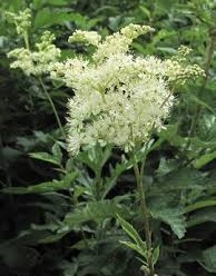 Tužebník jilmový (Filipendula ulmaria) | nať  