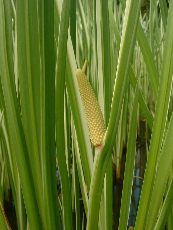  Puškvorec obecný (Acorus calamus)