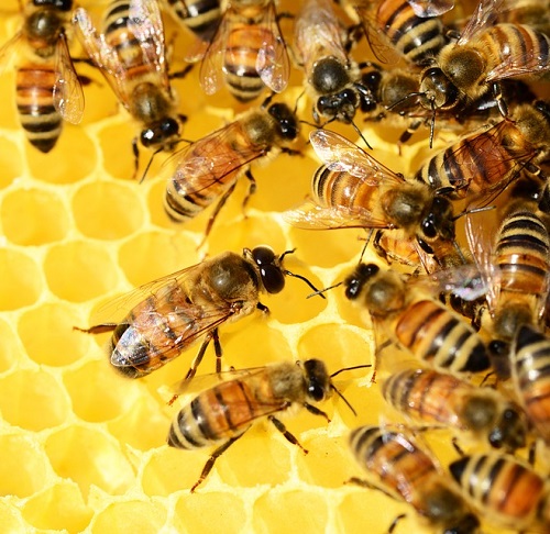 Včely 